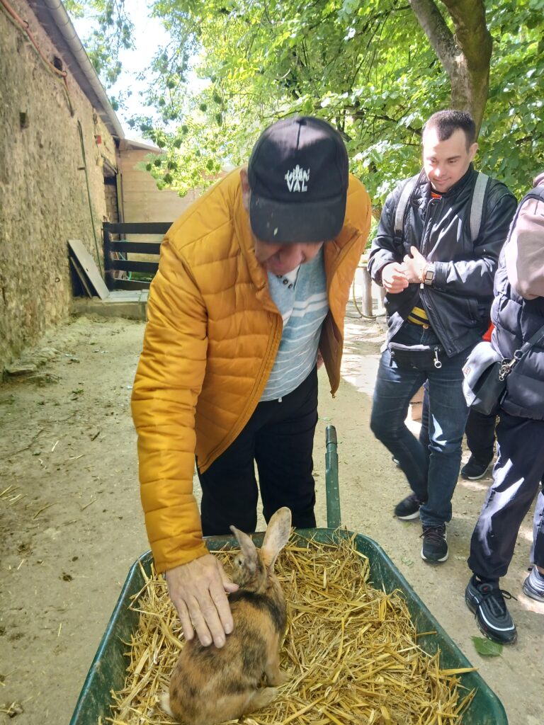 personne caressant un lapin sur une brouette