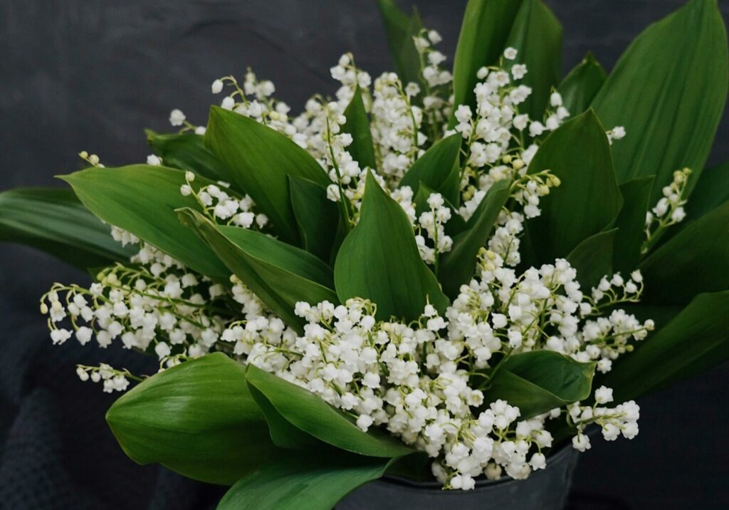 pot de muguet pour le 1er mai