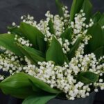 pot de muguet pour le 1er mai