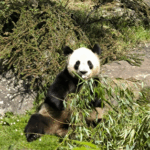 Panda au zoo de Beauval lors d'un transfert