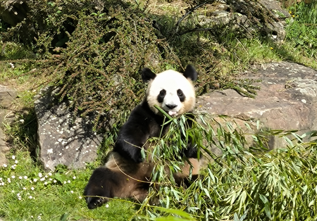 Panda au zoo de Beauval lors d'un transfert