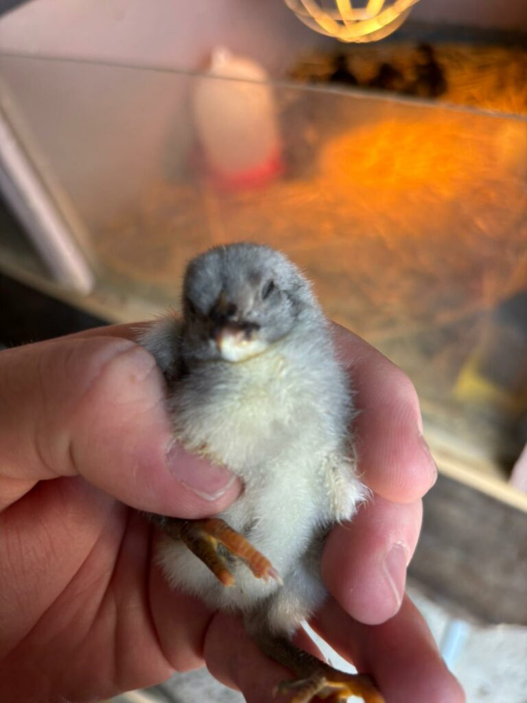 Poussin dans les mains d'une personne