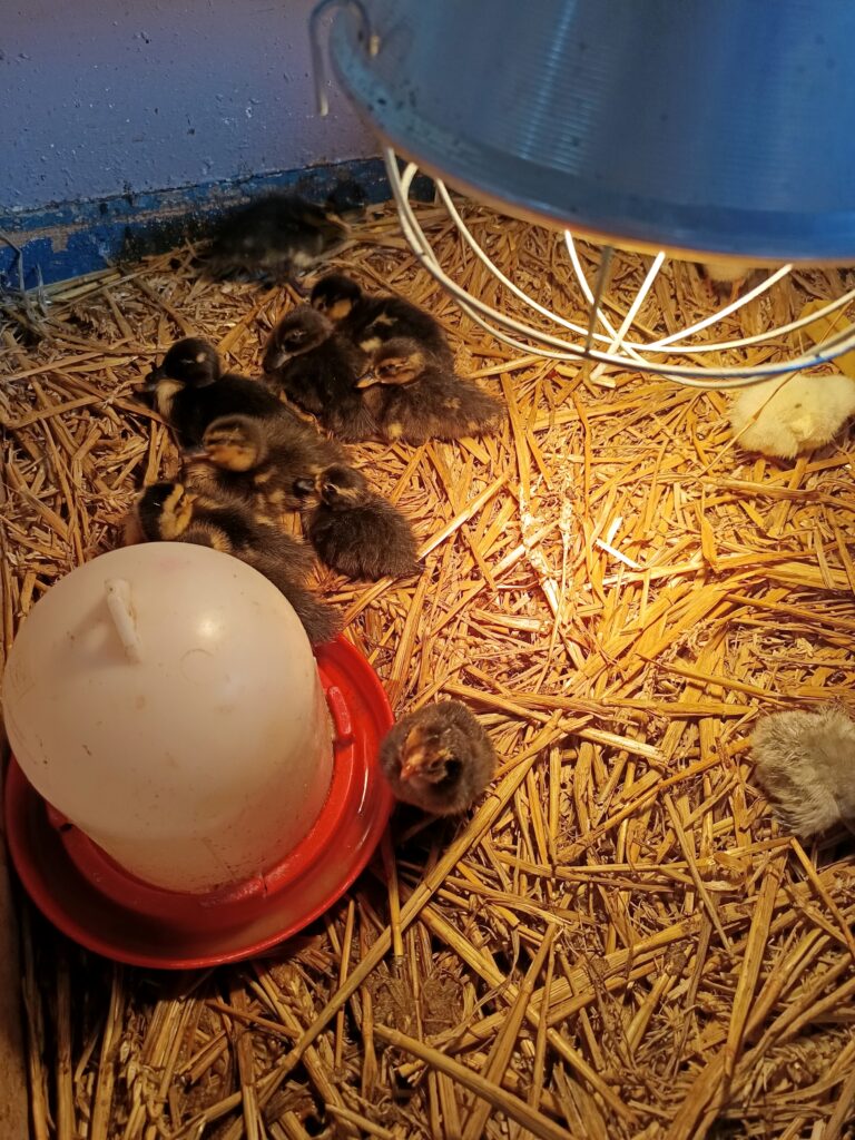 Poussins