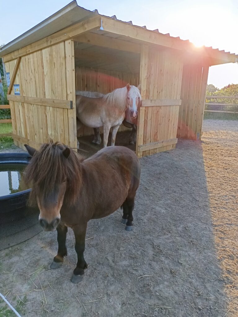 deux poneys