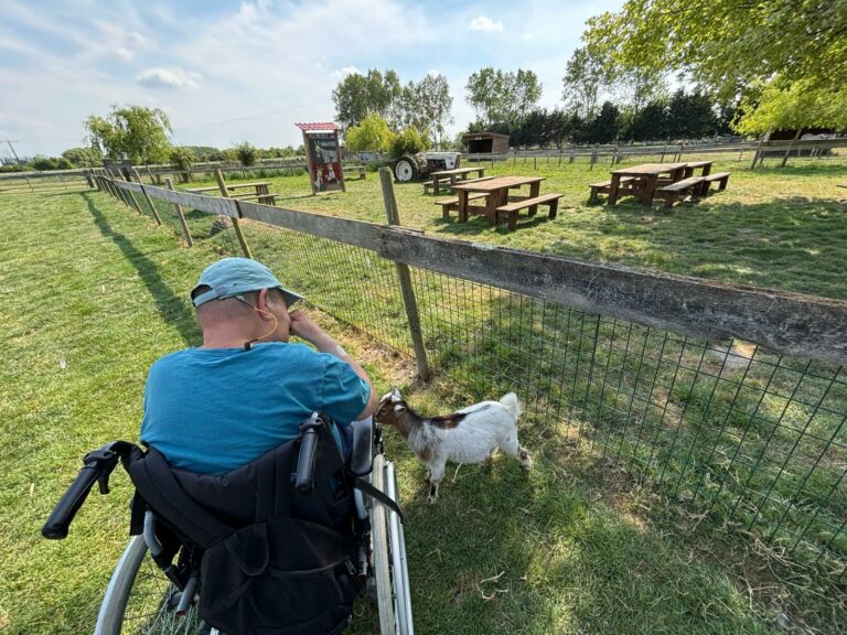 Chèvres et personne en fauteuil roulant