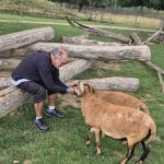 photo d' animaux de ferme