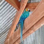 photo d'un perroquet