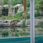 photo d'un jaguar