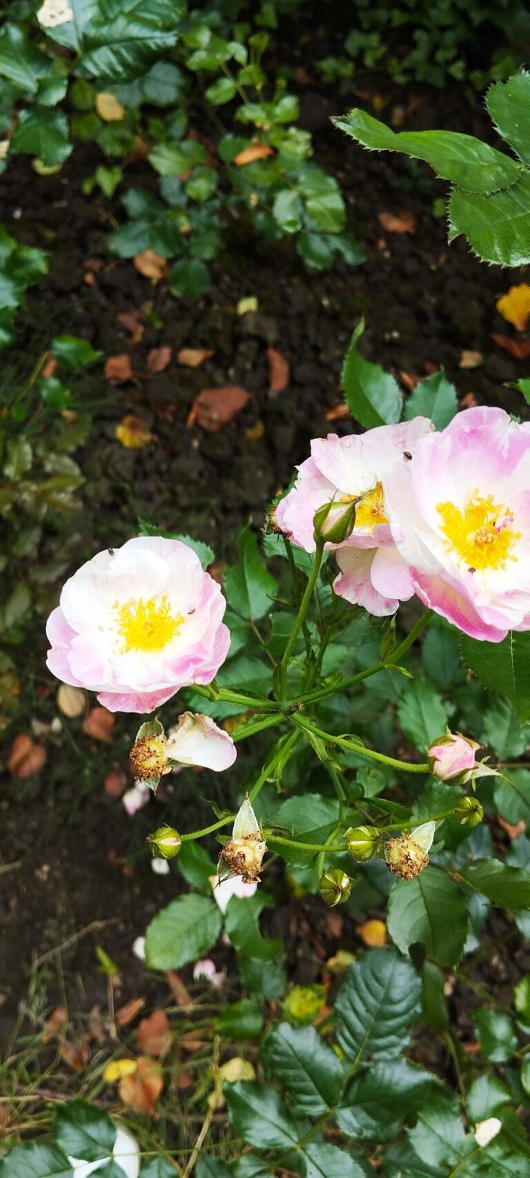 photo de rose