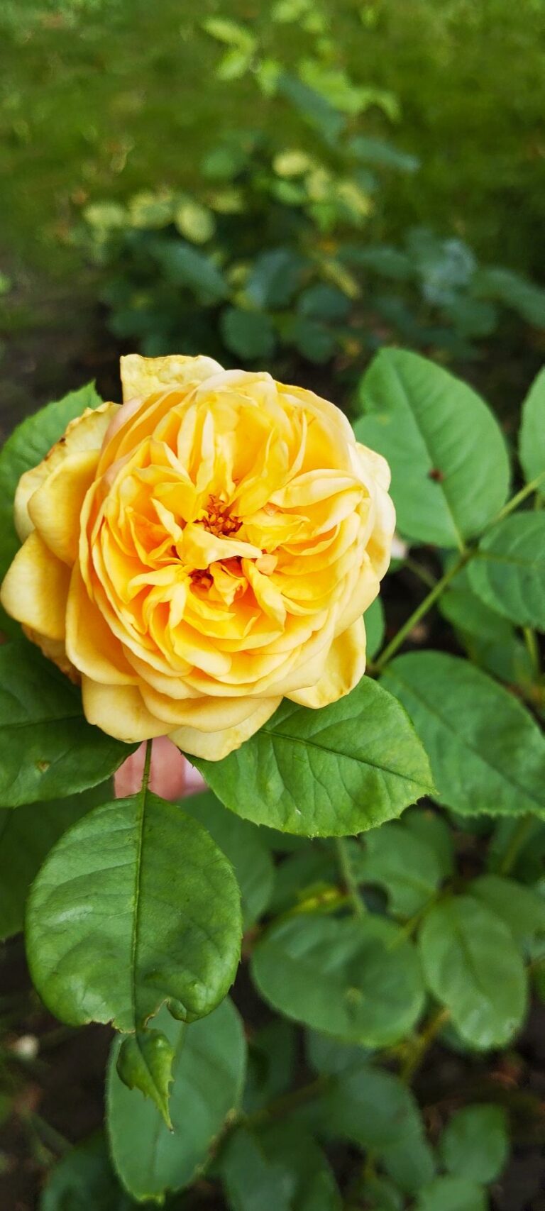 photo d'une rose orangé