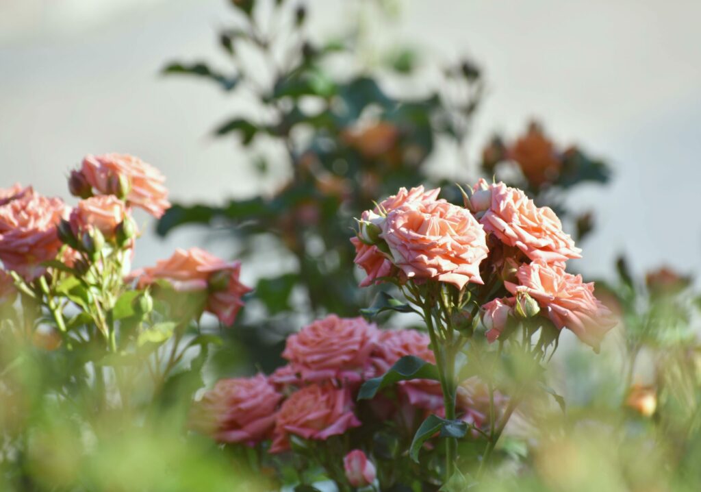 roses
