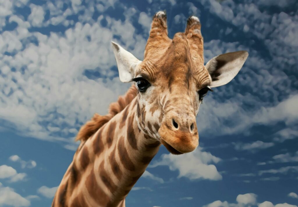 girafe