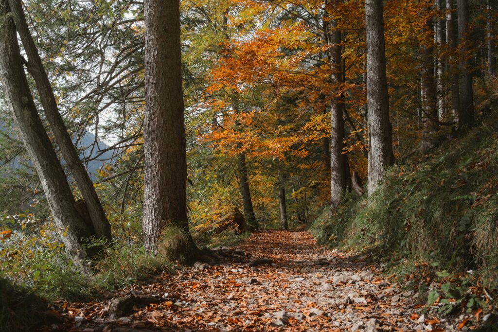 photo d'un chemin en forêt