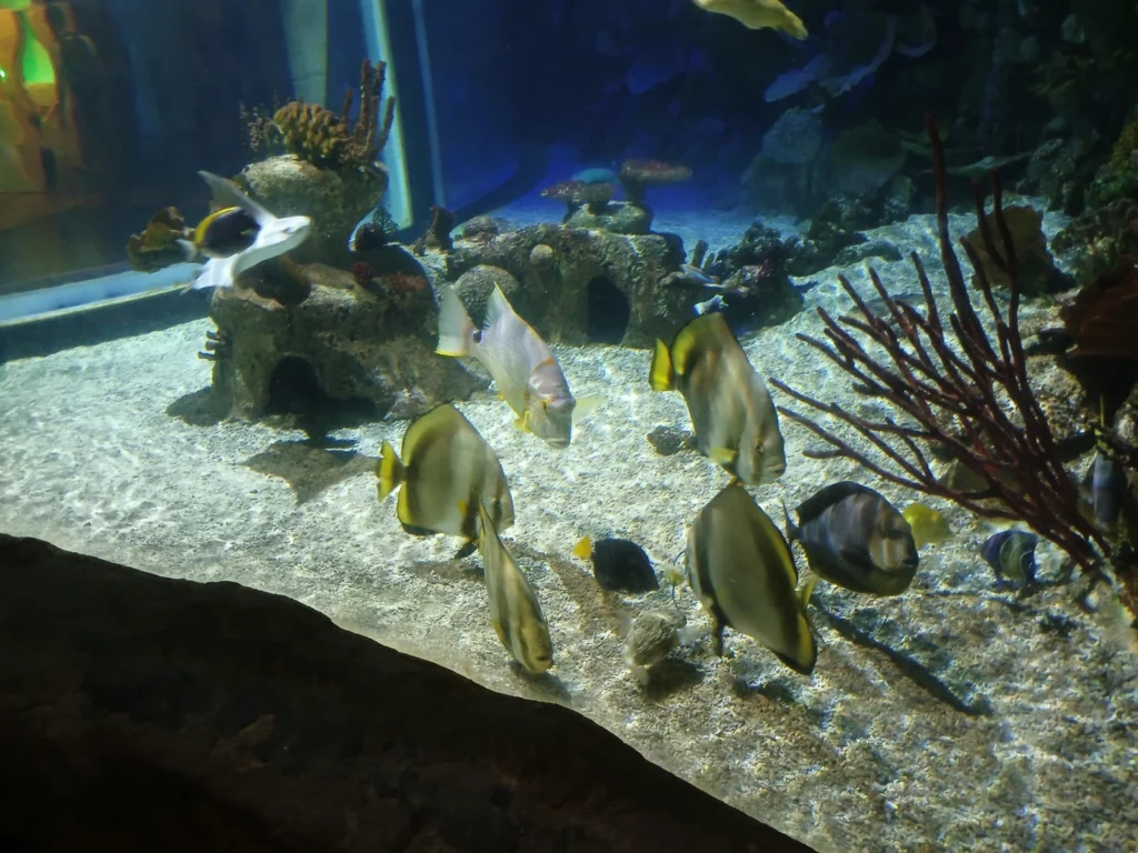Sortie à l'Aquarium Val d'Europe